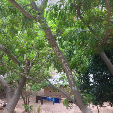 0603_vg_TreeNoChadin360